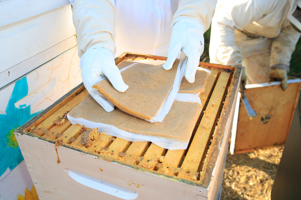UB bee hives